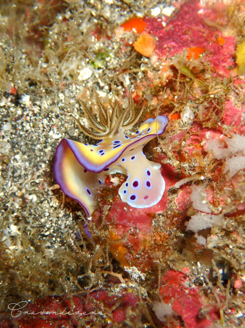 オトヒメウミウシのお尻