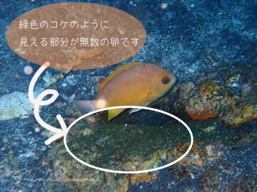 卵を守っているコガネスズメダイ