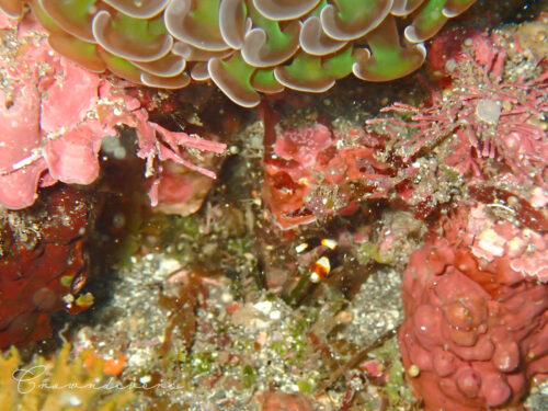 クネクネ泳ぐヒレグロコショウダイの幼魚