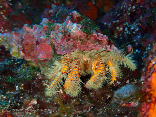 脚の黄色が綺麗なコガネオニヤドカリ