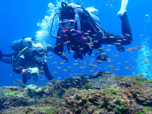 根の上のスズメダイの幼魚の集団を撮影しいるダイバー