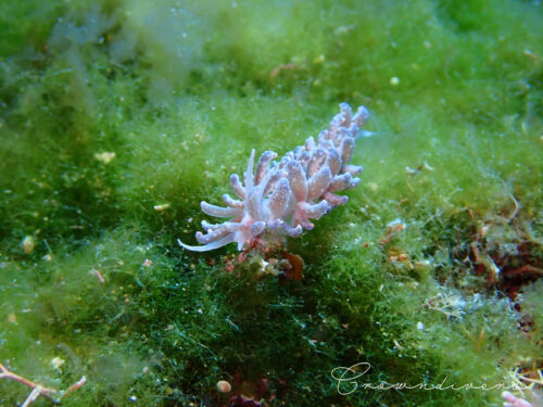 海藻のアオモグサの上を歩いているクセニアウミウシ