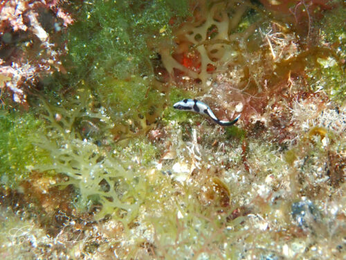 アジアコショウダイの幼魚