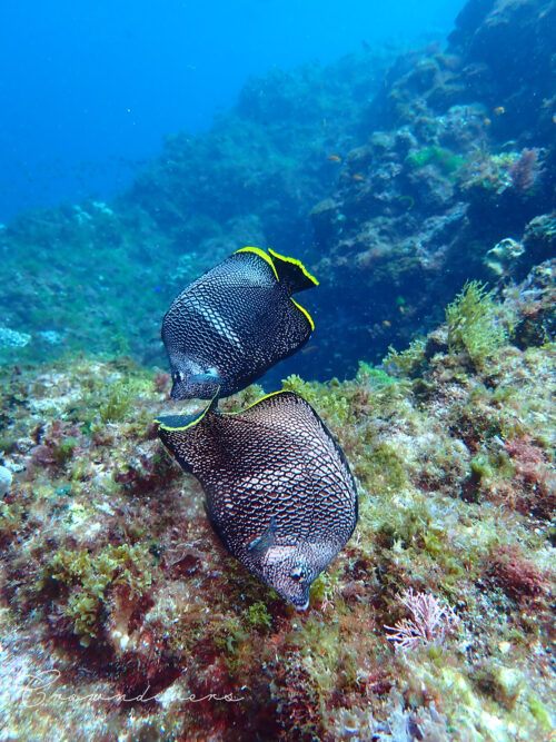 ユウゼンのペア
