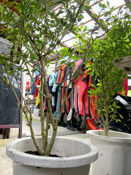 台風のために風の当たらない場所に避難した唐辛子の鉢植え