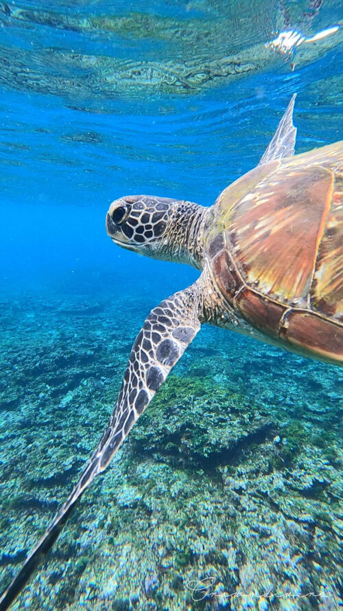 八丈島でスノーケリングをして出会うアオウミガメ