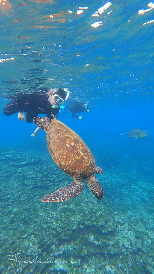 八丈島でスノーケリングをして出会うアオウミガメ