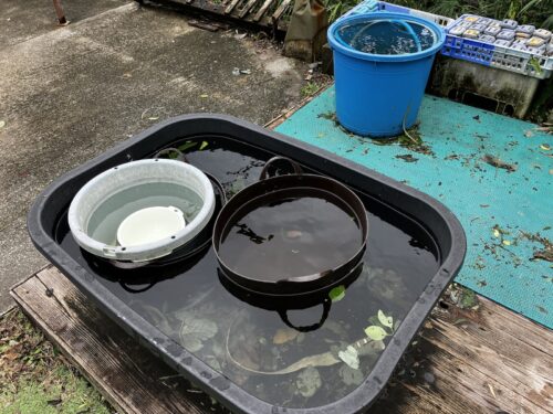 水槽の雨水