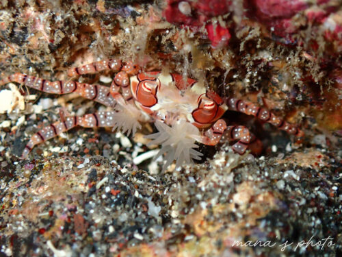 イソギンチャクを持ったキンチャクガニ