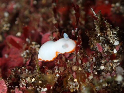 触覚が可愛いボンボリイロウミウシ