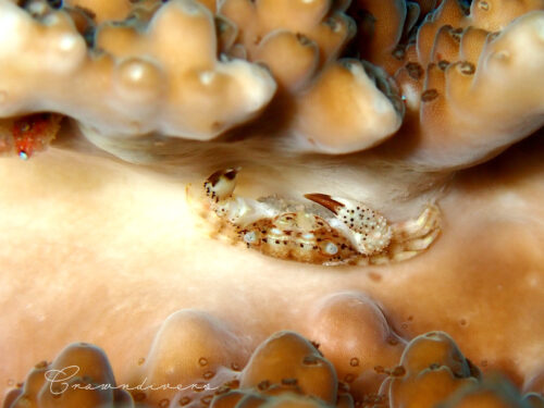 ミドリイシサンゴの中で卵を抱えているヒメドメシアガニ