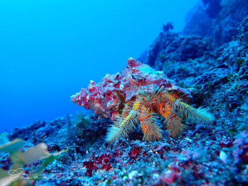 黄色とオレンジが綺麗なコガネオニヤドカリ
