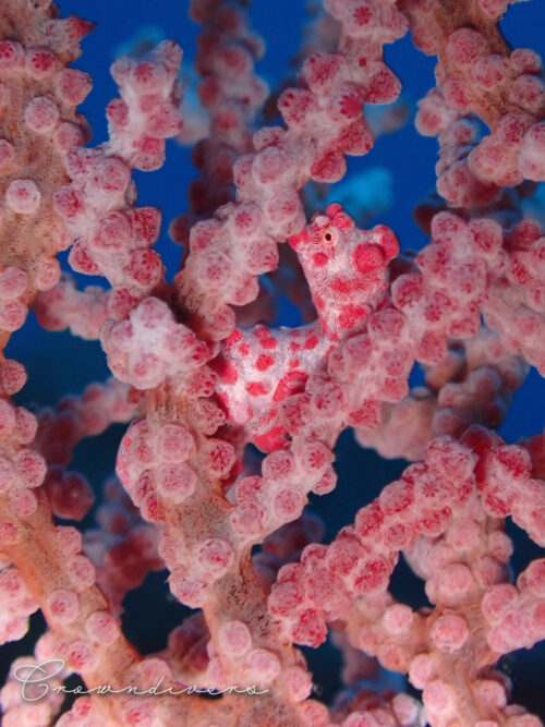 ウミウチワに住んでいるピンクのコダマタツ