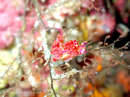 ヒドロ虫を食べているサキシマミノウミウシの仲間