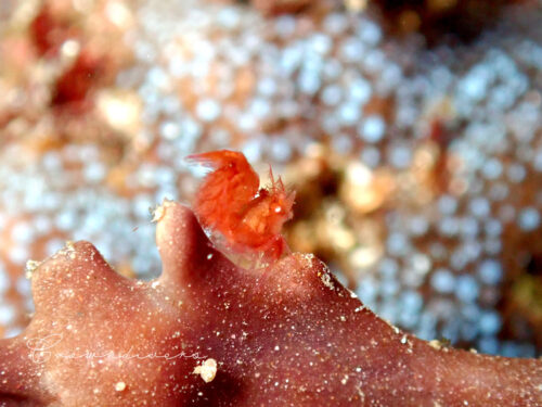 カイメンの上にいる赤いフィコカリスシムランス