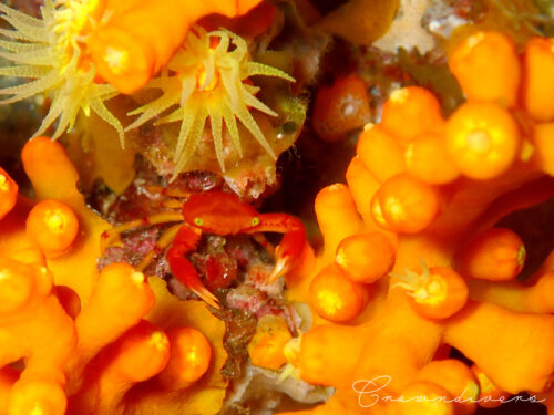 黄色いキサンゴの中にいるベニサンゴガニ