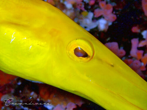 黄色が鮮やかなヘラヤガラの顔のアップ