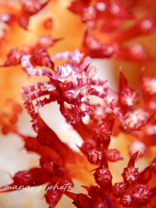 トゲトサカの上にいるイソコンペイトウガニ