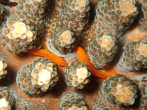 サンゴの中に住んでいるセアカコバンハゼのペア