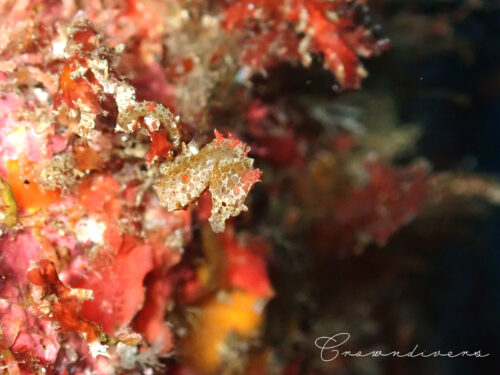 大きさが１センチのハチジョウタツ