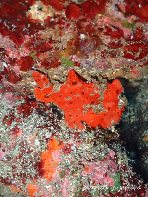 オレンジ色のイロカエルアンコウ