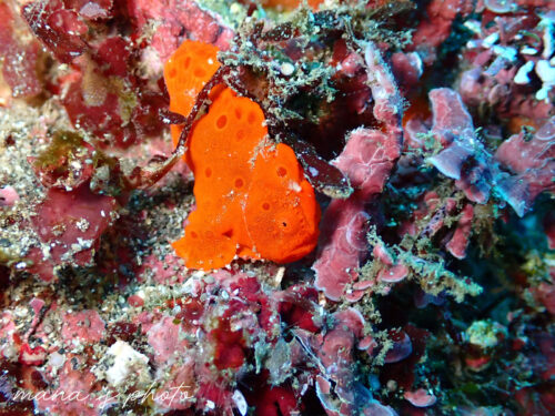 オレンジ色のイロカエルアンコウ