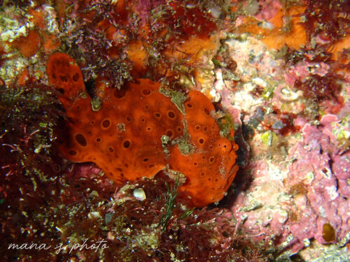 オレンジ色のイロカエルアンコウ