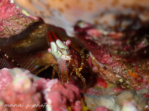 バカボンエビの正面顔
