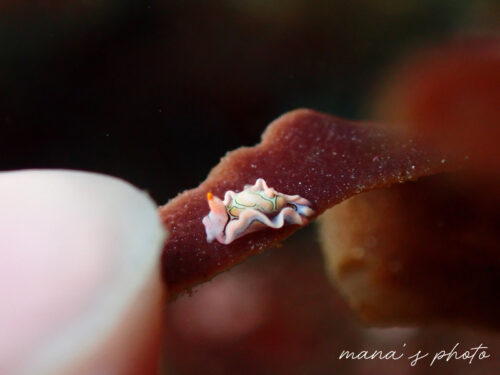 海綿の上に乗っている超チビのトウモンウミコチョウ