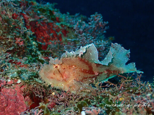 岩のうえに乗っているハダカハオコゼ