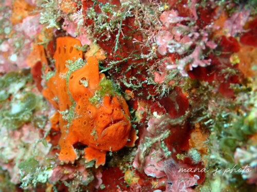 オレンジ色のイロカエルアンコウ