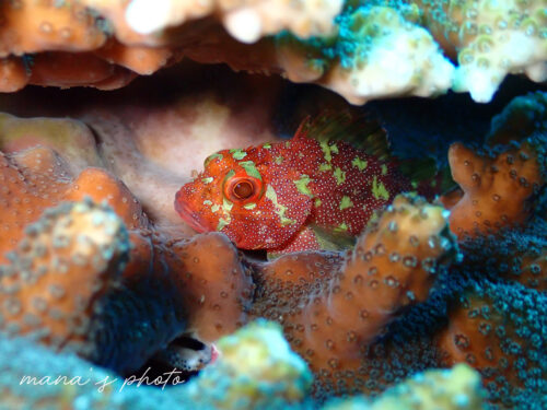 サンゴの隙間にいるカスリフサカサゴ