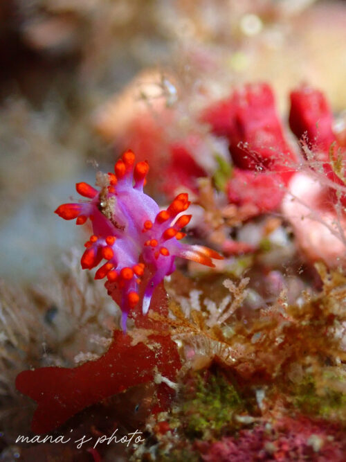 食事中のルージュミノウミウシ