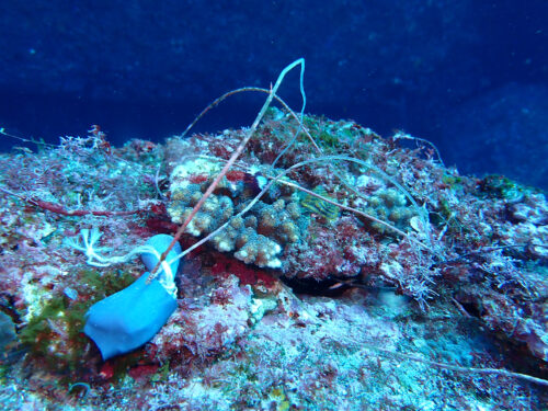 サンゴに釣り糸が絡んでいる