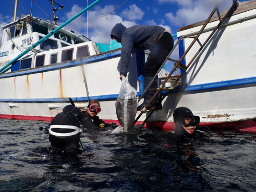 水中清掃をするダイバーたち
