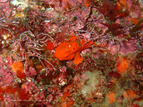 オレンジ色のイロカエルアンコウ