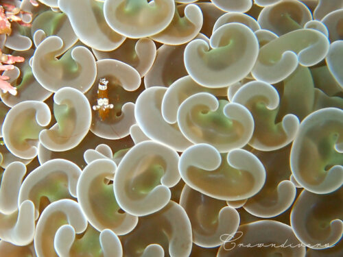 ナガレハナサンゴの中にいるいソギンチャクモエビのチビちゃん