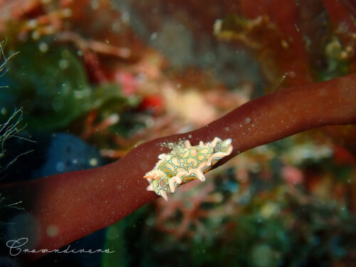 カイメンの上に乗っているトウモンウミコチョウのチビちゃん