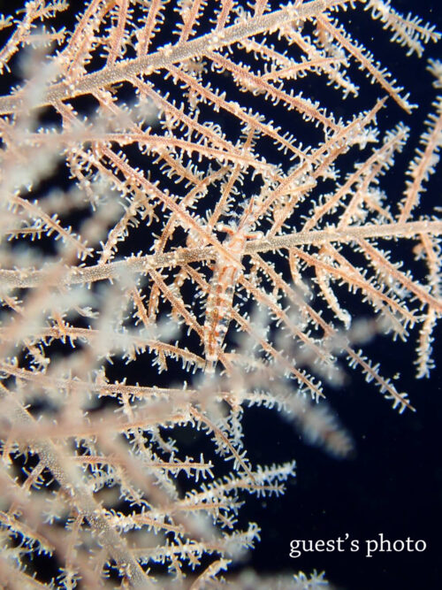 ウミカラマツの上の透き通ったエビ