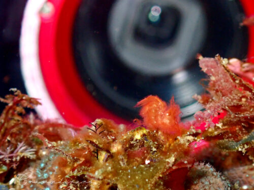 手中カメラのレンズの前にいる小さなフィコカリス・シムランス