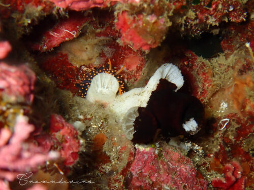 ナンヨウキサンゴを食べているイボヤギミノウミウシ
