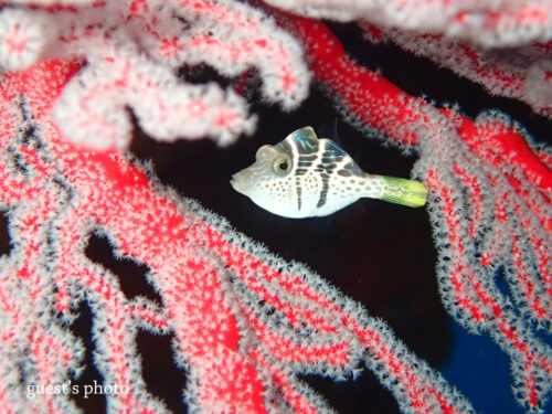 ノコギリハギの幼魚