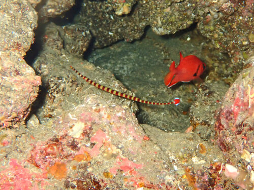 赤と白の色のストライプが派手なステッキのようなオイランヨウジ