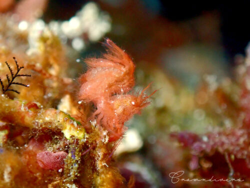 赤色系のフィコカリス・シムランスの卵もちのメス個体