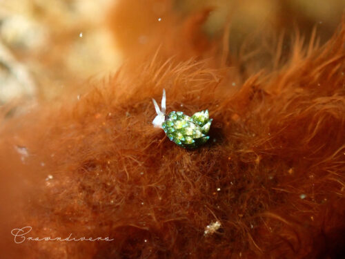 海藻の上のネオンモウミウシ