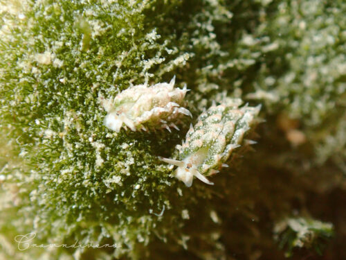 沢山見つかるテングモウミウシ