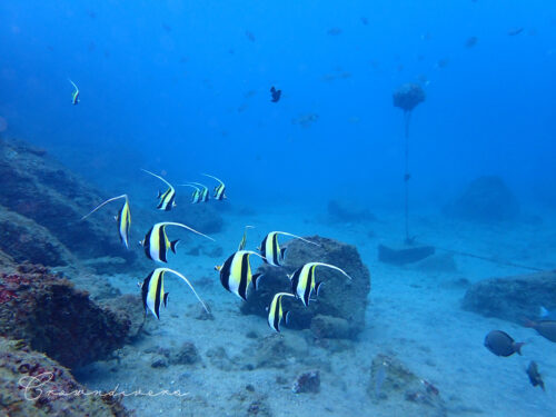 ツノダシの集団