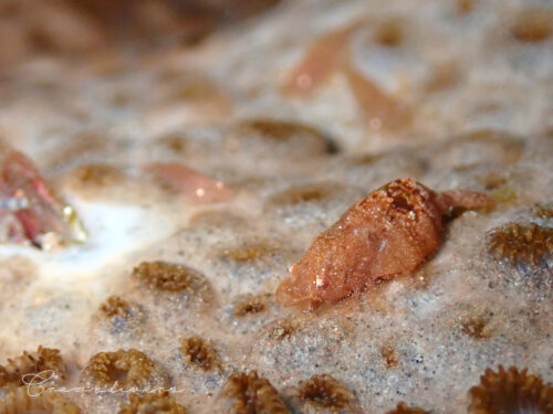 イワスナギンチャクの上に住んでいるカクレモエビのメスとオスたち