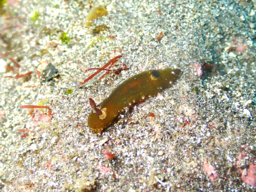 砂地を歩くゴマフビロードウミウシの仲間