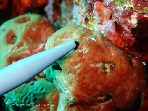 カイメンの上にいるとても小さなパンダツノウミウシ
